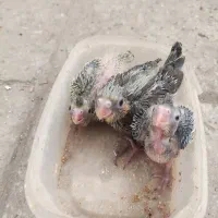 جوجه عروس هلندی|پرنده|قم, نخودی|دیوار