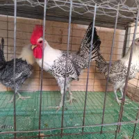 تخم براکل و کوشین