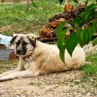 سگ گمشده منطقه باغ فرهنگیان (غذا خوری فرهادی)