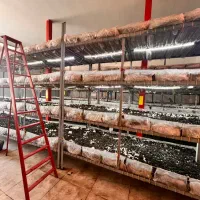 فروش سالن اماده پرورش قارچ