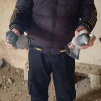 کبوتر پرشی|پرنده|شاهین دژ, |دیوار