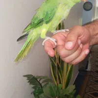 طوطی دوماهه ملنگو