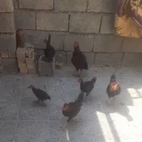 فروش خروس محلی جوان