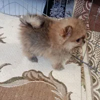 پامرین عروسکی