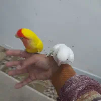 طوطی کوتوله دستی|پرنده|مشهد, نوید|دیوار