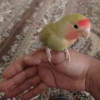 پرنده گمشده