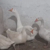 غِاز قوغاز...بِوقلمون ومرغ