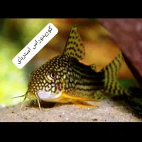 فروش آکواریوم و ماهیان زینتی