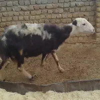 قوچ پلنگی