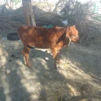 گاو گوساله.|حیوانات مزرعه|چاه مرید, |دیوار