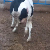 تلیسه آبستن