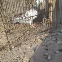 کبوتر پلاکی|پرنده|باروق, |دیوار