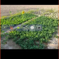 زمین کشاورزی ۸ هکتار سند ثبتی تک برگ با چاه آب|فروش دفتر صنعتی، کشاورزی، تجاری|برازجان, |دیوار