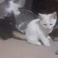 حمایت از بچه گربهای دوماهه به صورت رایگان