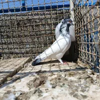 فروش کفتر پرشی