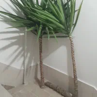 گیاه یوکا آماده کاشت