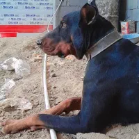 دوبرمن پینچر سگ نگهبان