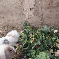 خرگوش لوپ مولد|موش و خرگوش|شهرضا, |دیوار