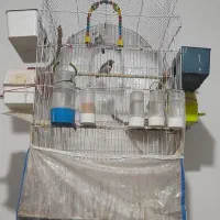 فنچ و قفس|پرنده|مشهد, خواجه ربیع|دیوار