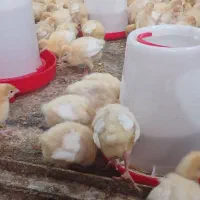 جوجه بوقلمون بیوتی ۶ زرین|حیوانات مزرعه|پیر بکران, |دیوار