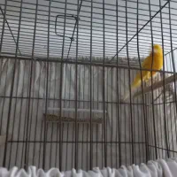 قناری نر و ماده اماده اماده|پرنده|شاهرود, |دیوار