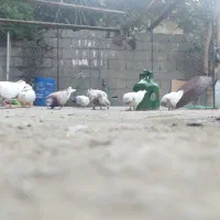 تعدادی کبوتر بلند پرواز.