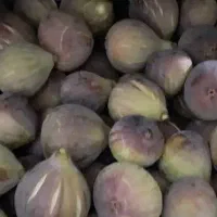 انجیر‌شیرین‌درشت