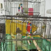 جوجه عروس هلندی