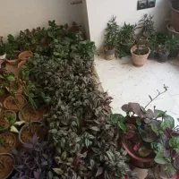 تعدای گل آپارتمانی فروش به صورت یکجا|گل و گیاه طبیعی|خمینی‌شهر, |دیوار