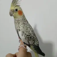 عروس هلندی ماده مینیاتوری ۱۵ ماهه مست مست سخنگو|پرنده|مرند, |دیوار