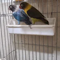 طوطی برزیلی|پرنده|محمدشهر, سیدآباد|دیوار