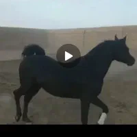 کره مادیون یکسر