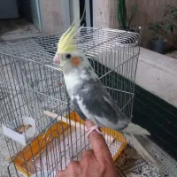عروس هلندی نر