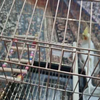 فروش عروس با قفس|پرنده|قم, شهرک امام حسن|دیوار