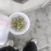 گردو