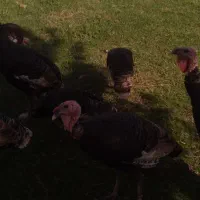 فروش بقلمون|حیوانات مزرعه|رشت, گیل|دیوار