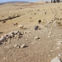 دامداری وچوپانی|استخدام سرایداری و نظافت|ایوان, |دیوار