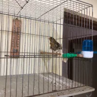 انواع قناری نر همه یکساله همگی بخوان