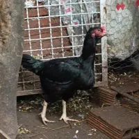 مرغ لاری نصل دار