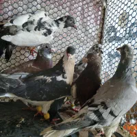 کفتر|پرنده|مشهد, علی آباد|دیوار