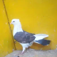 کبوتر غریب پرشی|پرنده|کوهدشت, |دیوار