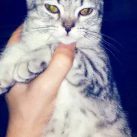 گربه بریتیش تبتی ماده ۱۱۰ روزه