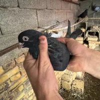 کبوتر نروماده|پرنده|ارومیه, |دیوار