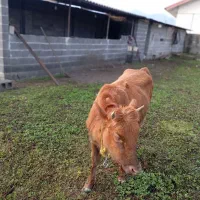 لیشه دستور پابلند یک ماه تخم خورده|حیوانات مزرعه|فومن, |دیوار