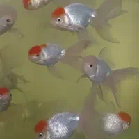 ماهی گلدفیش ردکپ مولد|ماهی|نوشهر, |دیوار