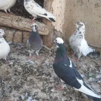 کبوتر غریب گیری|پرنده|ساوه, |دیوار