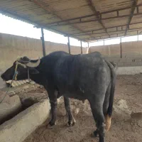 گاومیش فحل ویک عدد حولیه