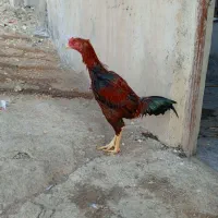 خروس و مرغ لاری اصیل