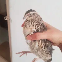 بلدرچین  ۷۰روزه