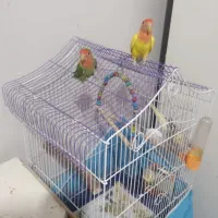 عروس برزیلی